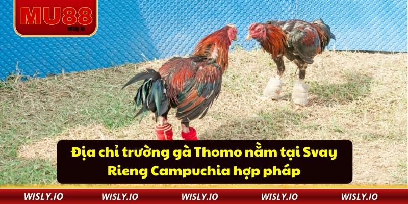 Địa chỉ trường gà Thomo nằm tại Svay Rieng Campuchia hợp pháp