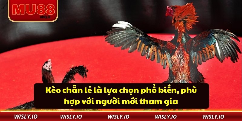 Kèo chẵn lẻ là lựa chọn phổ biến, phù hợp với người mới tham gia