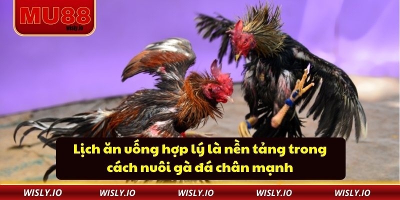 Lịch ăn uống hợp lý là nền tảng trong cách nuôi gà đá chân mạnh