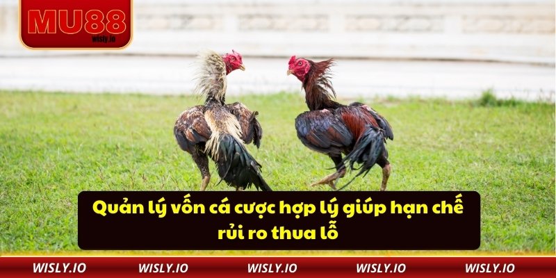 Trường Gà Sabong MU88 – Nơi Cá Cược Đá Gà Trở Nên Dễ Dàng Quản lý vốn cá cược hợp lý giúp hạn chế rủi ro thua lỗ